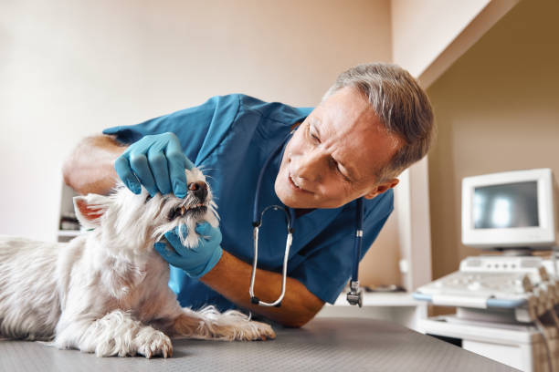 Best Weekend Emergency Dentist in Overlea, MD